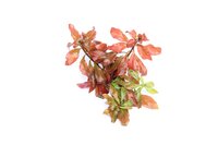 Ludwigia spec. Dark Orange