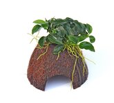 Anubias Bonsai on Nano Cave,