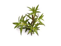 Limnophila aromatica