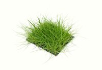 Eleocharis pusilla pad