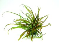 Cryptocoryne crispatula In-Vitro