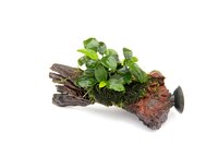 Anubias Bonsai on Nanowood with suction,