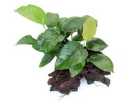 Anubias barteri on wood,