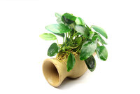 Anubias nana on catfish amphora