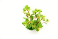 Rotala rotundifolia 'Orange Juice'