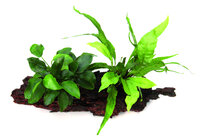 Anubias bart. var. nana with Microsorum on wood,