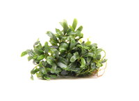 Bucephalandra micrantha Needle Leaf