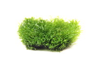 Riccardia chamedryfolia In-Vitro