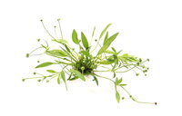 Helanthium tenellum ?parvulum? NEU