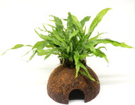 Microsorum pteropus on Coco Cave,