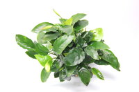 Anubias barteri var. nana 'Bigfoot'