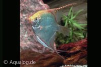 Pterophyllum scalare - Gouden maanvis