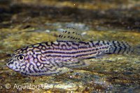 Sewellia lineolata - Tijger Gastromyzon