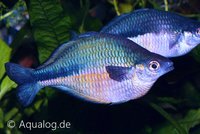 Melanotaenia lacustris - Blauwe regenboogvis