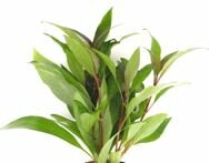 Hygrophila corymbosa  sp. TR