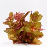 Rotala macrandra In-Vitro