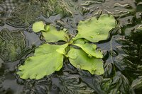 Ceratopteris pteriodoides