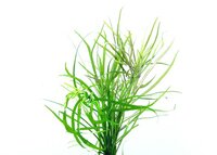 Pogostemon quadrifolius