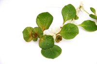 Ludwigia helminthorrhiza