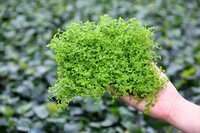 Micranthemum tweediei, 9 x 9 cm