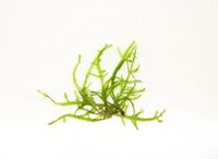 Taxiphyllum sp. ?Giant? In-Vitro