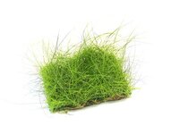 Eleocharis acicularis, 9 x 9 cm