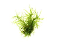 Taxiphyllum alternans ?Taiwan? In-Vitro