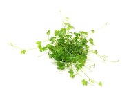 Hydrocotyle tripartita ?Mini? In-Vitro