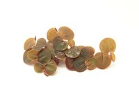 Phyllanthus fluitans In-Vitro