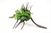 Anubias barteri var. nana on Spiderwood,