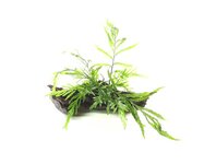 Bolbitis heudelotii on wood,