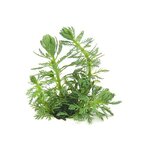 Myriophyllum sp. ?Guayana?