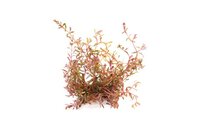 Rotala sp.?H?Ra?