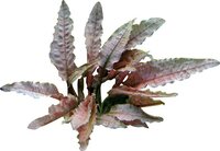 Cryptocoryne spec. 'Flamingo'