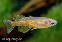 Pseudomugil gertrudae - Gertrudes blauwoogje