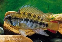Apistogramma macmasteri - Red mask dwergcichlide