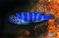 Pseudotropheus demasoni - Chindongo demasoni