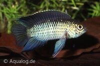 Nannacara anomala - Dambordcichlide