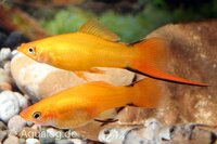 Xiphophorus helleri - Ananas zwaarddrager