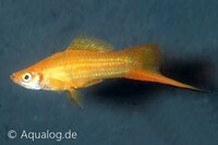 Xiphophorus helleri - Gouden zwaarddrager