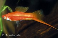 Xiphophorus helleri - Rode zwaarddrager