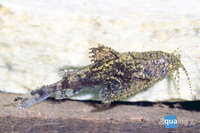 Erethistes (Hara) jerdoni  Dwergvleugelmeerval