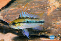 Apistogramma trifasciata - 3-streep dwergcichlide