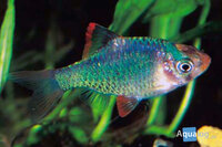 Barbus tetrazona Green - Groene sumatraan