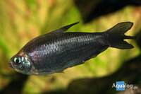 Nematobrycon palmeri Black - Zwarte keizertetra