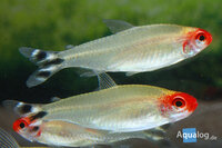 Hemigrammus rhodostomus - Roodkopzalm