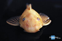 Ancistrus sp. Super Red - Super rode algeneter