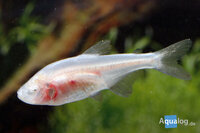 Astyanax mexicanus - Blinde grottezalm