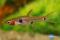Boraras maculatus - Dwergrasbora