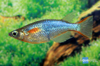 Oryzias woworae - Neon rijst visje